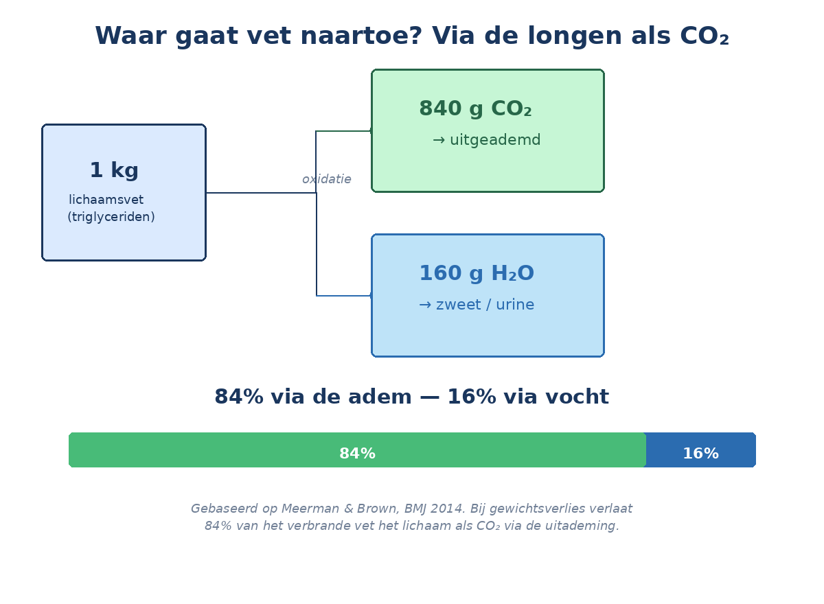 Vetverbranding: 84% verlaat het lichaam als CO₂ via de longen